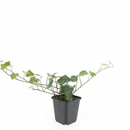 Hedera helix 'Woerner' Haagelement 120x100  - afbeelding 4