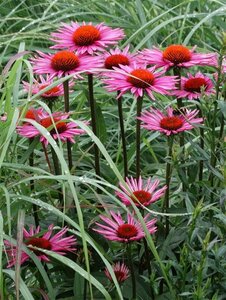 Echinacea purpurea 'Pica Bella' P9 - afbeelding 2