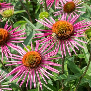 Echinacea purpurea 'Pica Bella' P9 - afbeelding 3