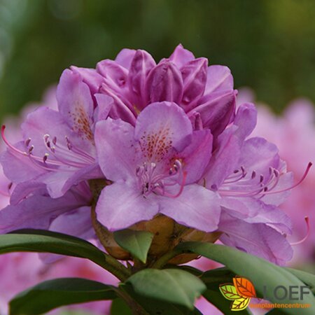 Rhododendron 'Roseum Elegans' 60/80 KL. - afbeelding 1