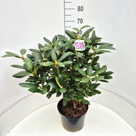Rhododendron 'Roseum Elegans' 60/80 KL. - afbeelding 2