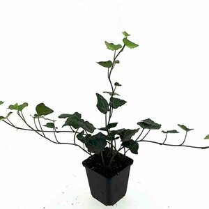 Hedera hibernica 80/100 C. - afbeelding 15
