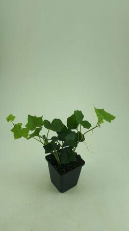 Hedera hibernica 80/100 C. - afbeelding 17