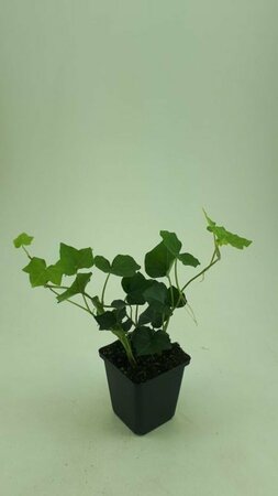 Hedera hibernica 80/100 C. - afbeelding 18
