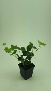 Hedera hibernica 80/100 C. - afbeelding 18