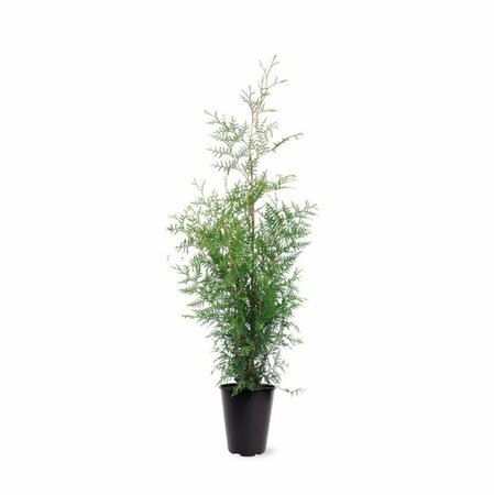 Thuja occidentalis 'Brabant' 100/125 KL. - afbeelding 7