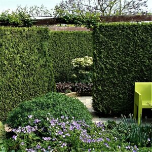 Thuja occidentalis 'Brabant' 100/125 KL. - afbeelding 6