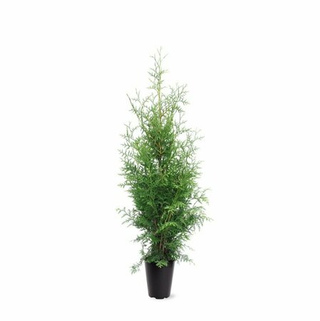 Thuja occidentalis 'Brabant' 100/125 KL. - afbeelding 5
