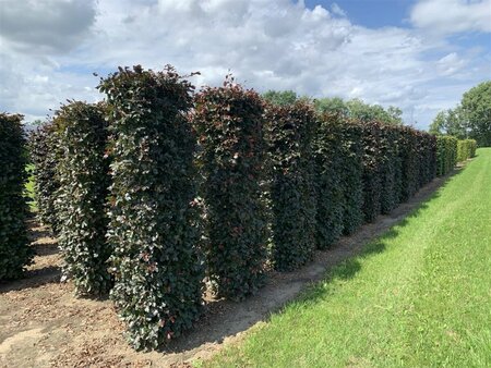 Fagus sylvatica 'Atropunicea' 100/125 W. - afbeelding 11