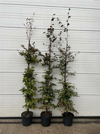 Fagus sylvatica 'Atropunicea' 100/125 W. - afbeelding 4