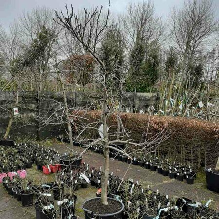 Malus domestica 'Elstar' Oude solitair C. - afbeelding 2