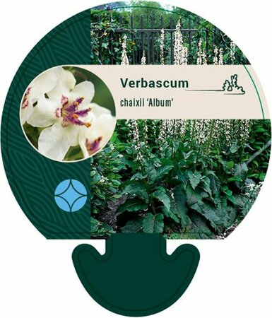 Verbascum chaixii 'Album' P9 - afbeelding 1