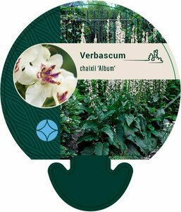 Verbascum chaixii 'Album' P9