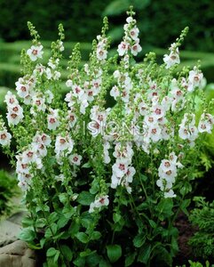 Verbascum chaixii 'Album' P9 - afbeelding 3