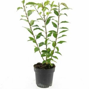 Forsythia intermedia 'Spectabilis' 125/150 KL. - afbeelding 11