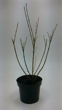 Forsythia intermedia 'Spectabilis' 125/150 KL. - afbeelding 4