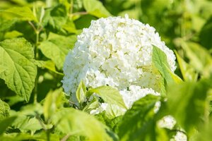 Hydrangea arborescens 'Annabelle' C2 - afbeelding 1
