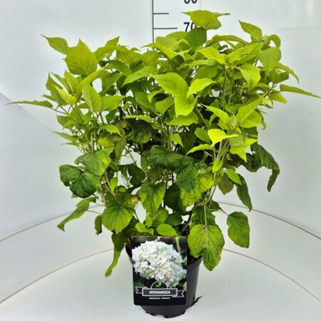 Hydrangea arborescens 'Annabelle' C2 - afbeelding 2