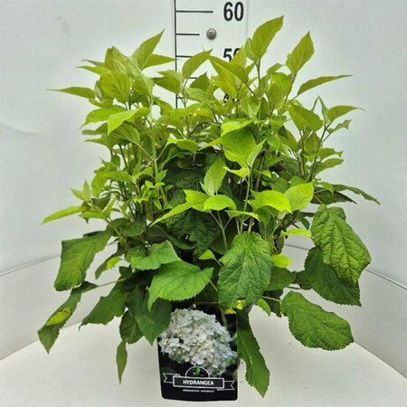 Hydrangea arborescens 'Annabelle' C5 - afbeelding 4