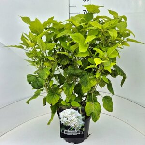Hydrangea arborescens 'Annabelle' C5 - afbeelding 2