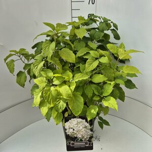 Hydrangea arborescens 'Annabelle' C5 - afbeelding 5