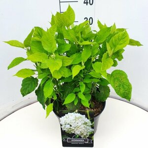 Hydrangea arborescens 'Annabelle' C5 - afbeelding 3