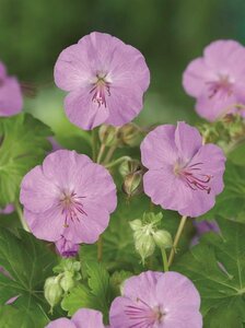 Geranium cantabrigiense 'Karmina' P9 - afbeelding 5