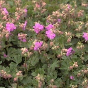 Geranium cantabrigiense 'Karmina' P9 - afbeelding 6
