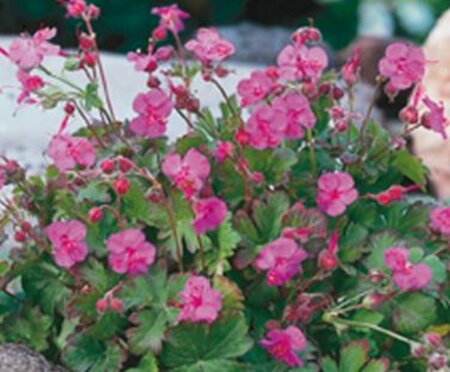 Geranium cantabrigiense 'Karmina' P9 - afbeelding 7