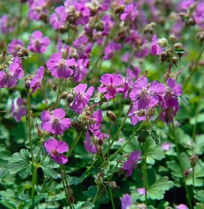 Geranium cantabrigiense 'Karmina' P9 - afbeelding 4