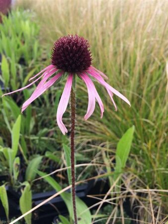 Echinacea pallida P9 - afbeelding 2
