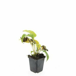 Echinacea purpurea 'White Swan' P9 - afbeelding 4