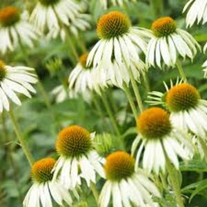 Echinacea purpurea 'White Swan' P9 - afbeelding 12
