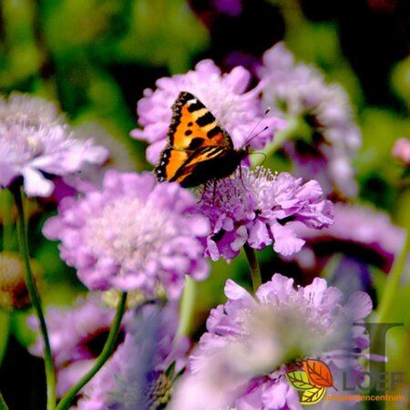 Scabiosa columbaria 'Butterfly Blue' P9 - afbeelding 1