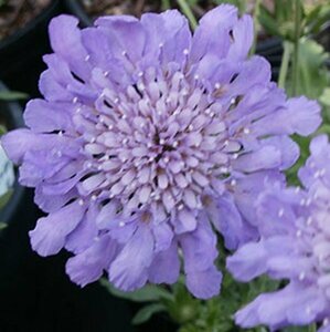 Scabiosa columbaria 'Butterfly Blue' P9 - afbeelding 4