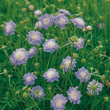 Scabiosa columbaria 'Butterfly Blue' P9 - afbeelding 5