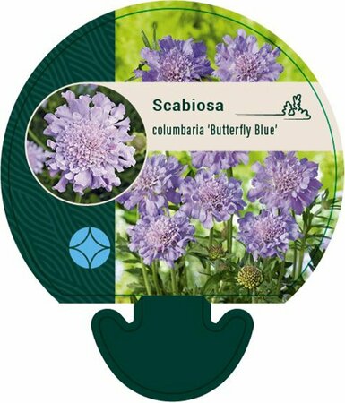 Scabiosa columbaria 'Butterfly Blue' P9 - afbeelding 7