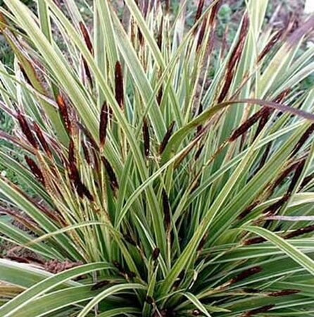 Carex morrowii 'Variegata' P9 - afbeelding 1