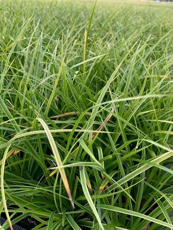 Carex morrowii 'Variegata' P9 - afbeelding 3