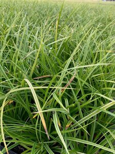 Carex morrowii 'Variegata' P9 - afbeelding 3
