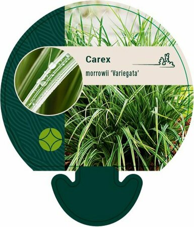 Carex morrowii 'Variegata' P9 - afbeelding 6