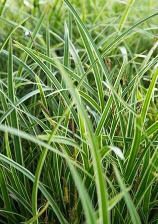 Carex morrowii 'Variegata' P9 - afbeelding 2