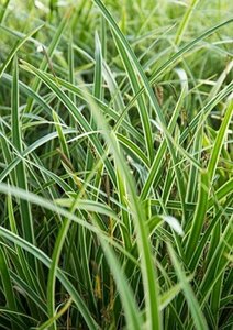Carex morrowii 'Variegata' P9 - afbeelding 2