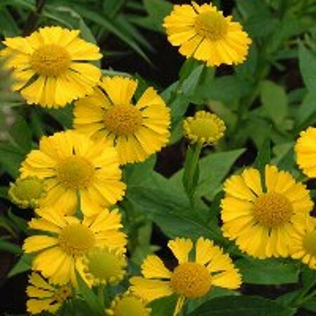 Helenium 'Kanaria' P9 - afbeelding 3