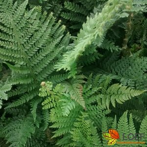 Polystichum setiferum C2 - afbeelding 1