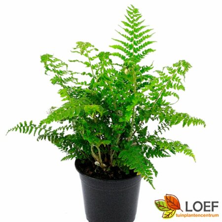 Polystichum setiferum C2 - afbeelding 2
