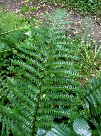Polystichum setiferum C2 - afbeelding 7