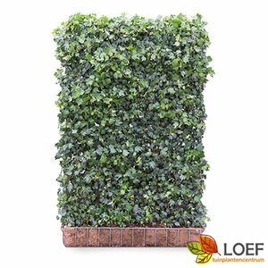 Hedera helix 'Green Ripple' 150/175 C. - afbeelding 2