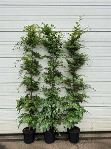 Fagus sylvatica 80/100 W. - afbeelding 6