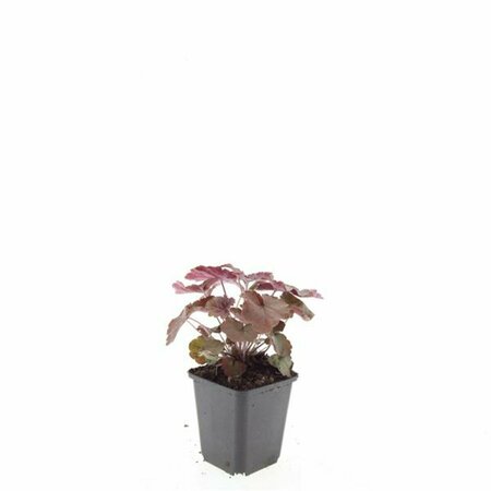 Heuchera micrantha 'Palace Purple' P9 - afbeelding 14